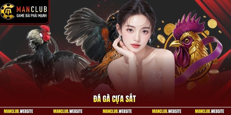 Đá Gà Cựa Sắt - Trải Nghiệm Kịch Tính Qua Từng Hiệp Đấu