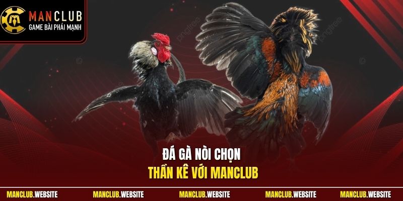 Đá gà nòi chọn thần kê với Manclub