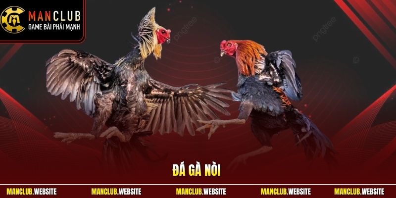Đá Gà Nòi - Đặc Điểm Giống Và Cách Chăm Sóc Chuẩn Của Sư Kê