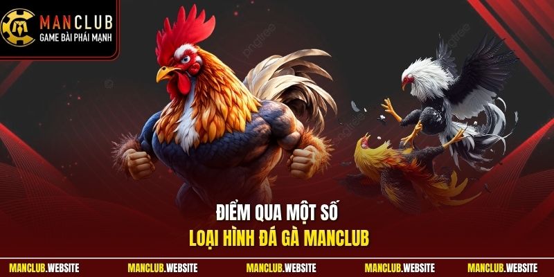 Điểm qua một số loại hình  đá gà Manclub 