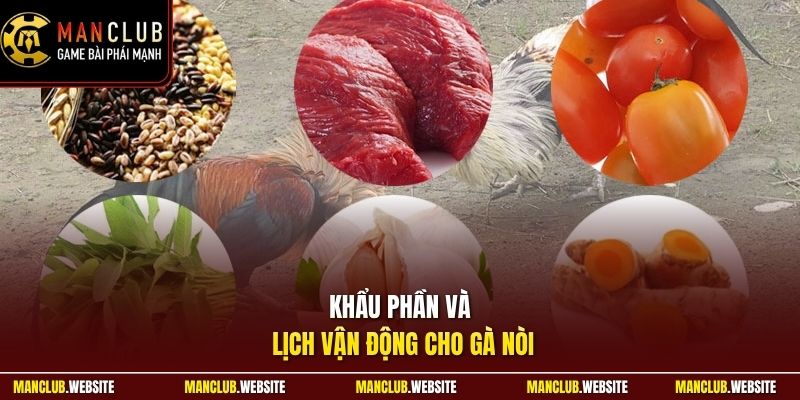 Khẩu phần và lịch vận động cho gà nòi