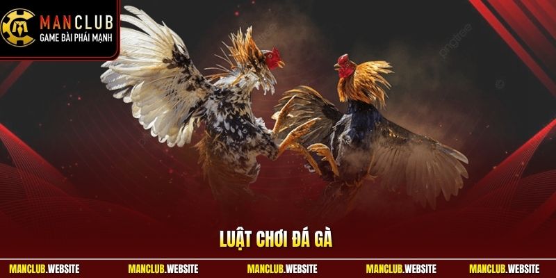 Luật Chơi Đá Gà - Quy Định Cơ Bản Cho Người Mới Ở Manclub