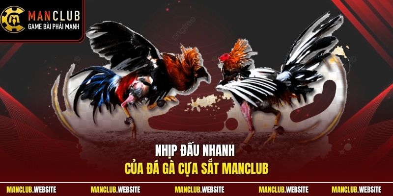 Nhịp đấu nhanh của đá gà cựa sắt Manclub